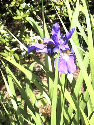 One of two iris blooms of 2001