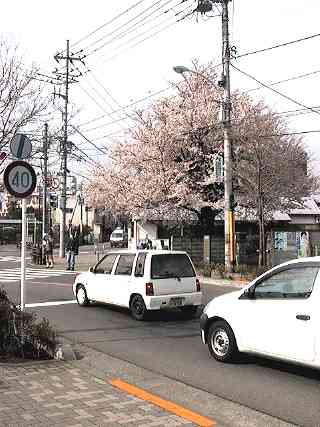 Cherry tree at corner