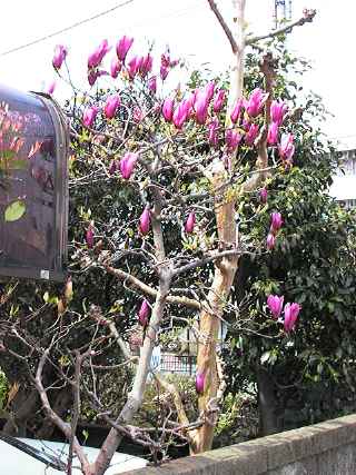 Another magnolia