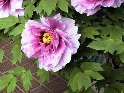 huge peony