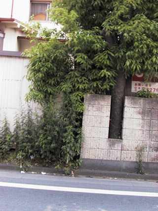 tree and wall