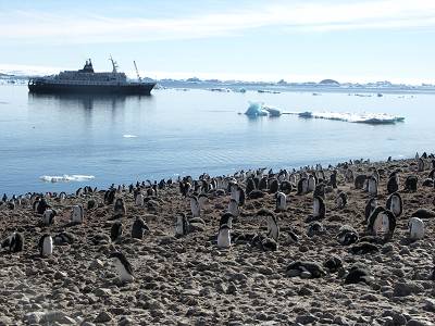 Penguin colony on Paulet