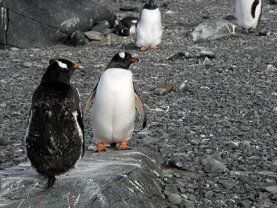 Brown Cliff Gentoo penguins