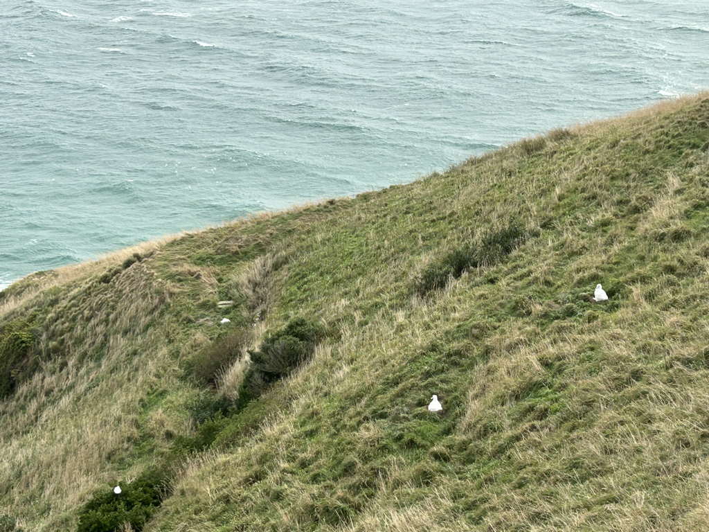 20250418AlbatrossChicks